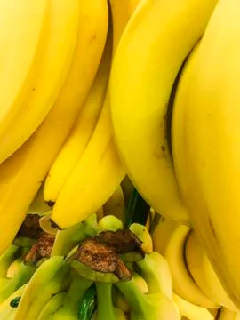 Group of bananas Stock Photos