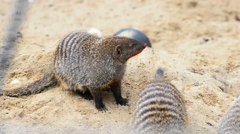 Group of banded mongoose Stock Footage 65067811