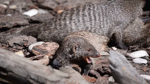 Group of banded mongooses Stock Footage 94407221