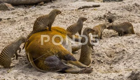 Group of banded mongooses with one sitting on top of a red river hog, animal Stock Photos