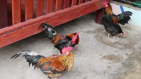 Group of bantams standing on the floor waiting food from monk Stock Footage 140869723