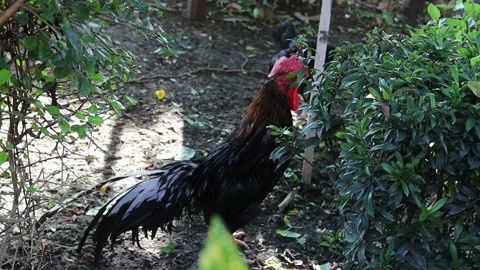 Group of bantams standing on the floor waiting food Stock Footage 141307352