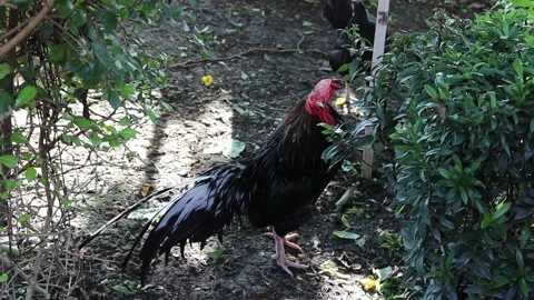 Group of bantams standing on ground flooring waiting food Stock Footage 141306927