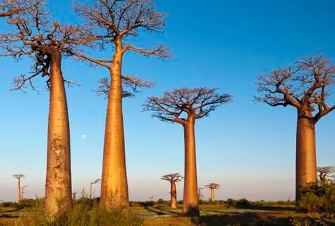 Group of baobab trees Stock Photos