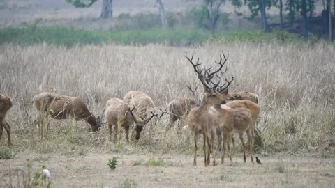 Group of Barasingha Stock Footage 205883212