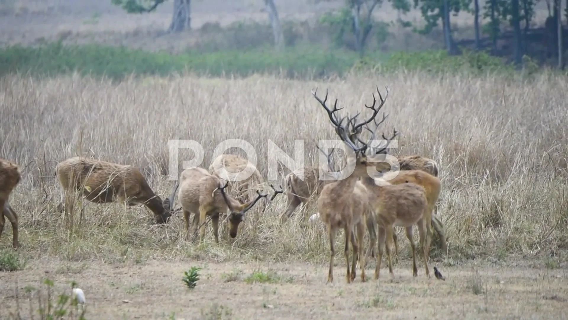 Photos of Barasingha (Rucervus duvaucelii) · iNaturalist