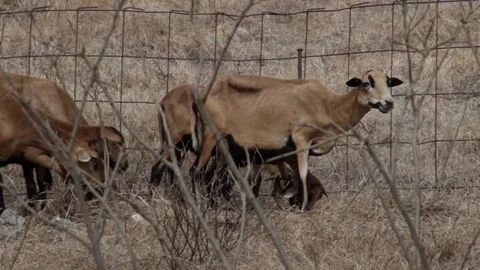 Group of Barbados Black Belly Sheeps Eating Dry Grass Stock Footage 90820853