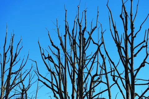 Group of Bare Tree Branches against a Clear Blue Sky in Springtime Stock Photos