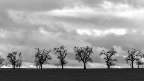 A group of bare trees at the edge of the field Foto stock