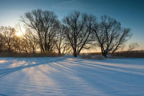 A group of bare trees in a field at sunset winter day Stock Photos