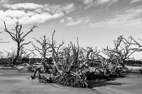 Group of bare trees Stock Photos