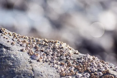 Group of Barnacle shells closeup view on a rock 스톡 사진