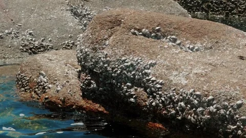 Group of barnacles and limpets on textured rock at low tide. Old stone wall Stock Footage 245481569