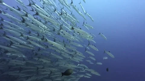 A  group of barracuda in the deep sea Stock Footage 305058775