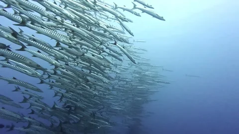 A  group of barracuda in the deep sea Stock Footage 305058893