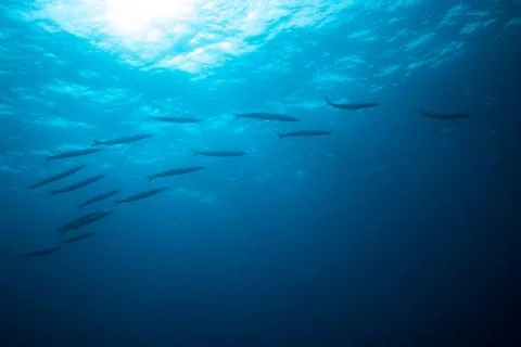 Group of barracudas Stock Photos
