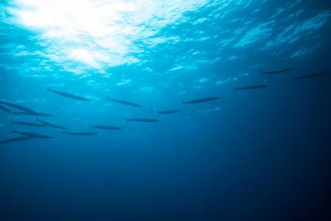 Group of barracudas Stock Photos