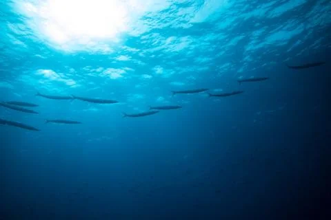 Group of barracudas Stock Photos