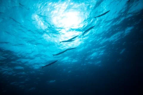 Group of barracudas Stock Photos