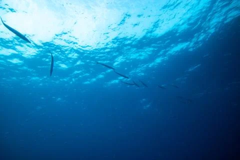 Group of barracudas Stock Photos