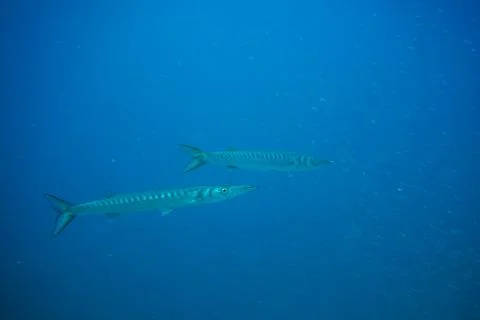 Group of barracudas Foto stock