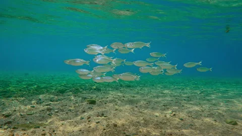 Group of Barred Flagtail swims in shallows shinning scales in sunlit Video stock 318806385