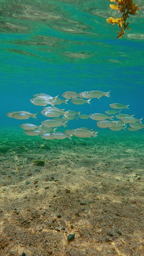 Group of Barred Flagtail swims in shallows shinning scales in sunlit Video stock 331307713