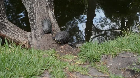 Group of basking Turtles Resting on a Tree by the Lakeside in afternoon sunshine Stock Footage 308214366