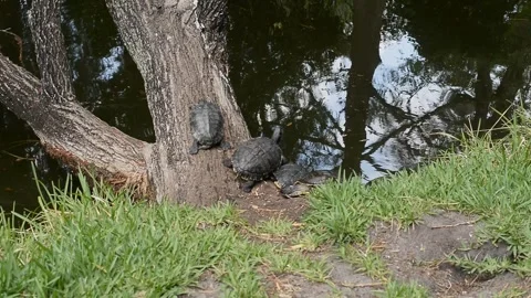 Group of basking Turtles Resting on a Tree by the Lakeside in afternoon sunshine Stock Footage 308214367