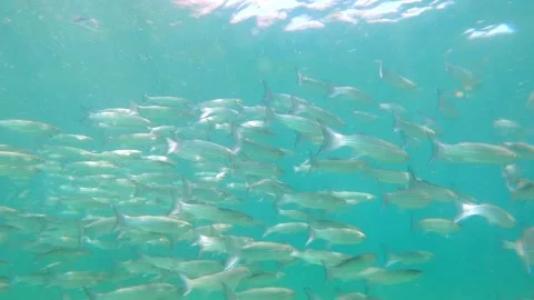 Group of bass fish, school of fish swimming underwater Stock-Footage 139761069