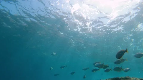 Group of bass fish, school of fish swimming underwater 스톡 동영상 139879063