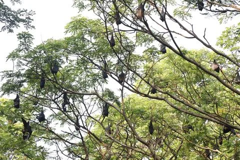 Group of bat bird or flying fox hanged on a large tree Stock Photos