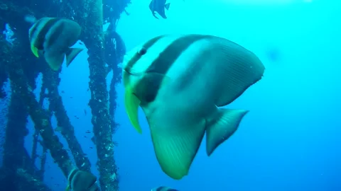 Group of Batfish with Shipwreck, Koh Chang, Thailand Vídeo Stock 246515219