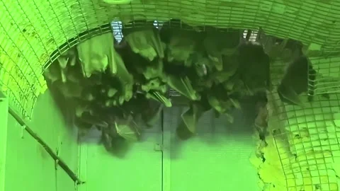 A group of bats are hanging from a ceiling in a green room Stock Footage 275326209