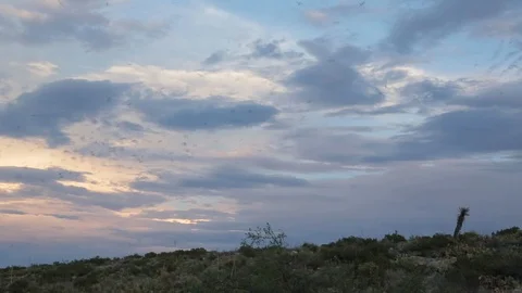 Group of Bats Fly by Over Desert Landscape New Mexico Stock Footage 122077171
