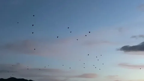 A group of bats flying through the evening sky Stock Footage 276167656