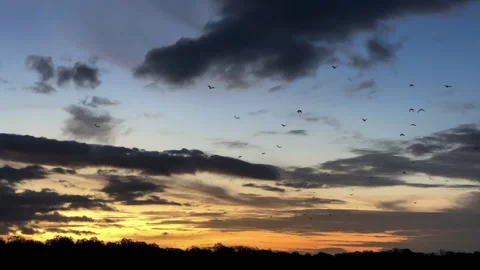 A group of bats flying through the sky Stock Footage 276176950