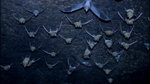Group of bats Stockbeeldmateriaal 38431102