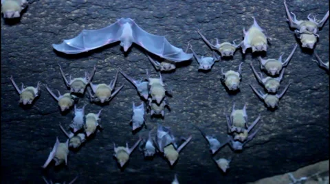 Group of bats Stockbeeldmateriaal 38432046