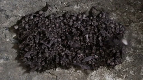 Group of bats hang on a wall in the  dark cave Stock Footage 54693920