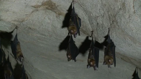 A group of bats hanging from the ceiling in a cave Video stock 120016935