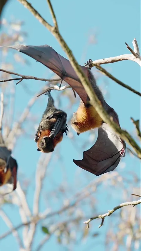 A group of bats on a tree branch during the day Stock Footage 324777037