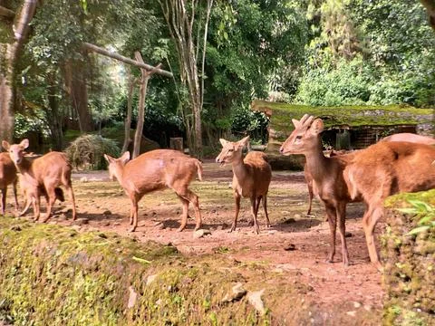 A group of Bawean Deer or Kuhl's Hog Deer sitting and eating Stock Photos
