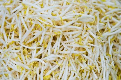 The group of bean sprouts Foto stock