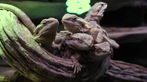 Group of bearded dragons on a tree branch. Stock Footage 307778714