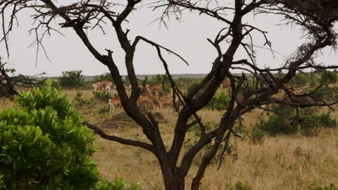 Group beautiful of antelope stroll graze in meadow in Kenya and withered tree. Stock Footage 232995295