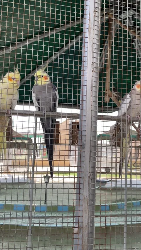A Group of Beautiful Birds in a Cage Stock Footage 288427988