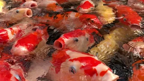 A group of beautiful colorful koi fish in a fish pond. Feed the koi fish Video stock 210856494