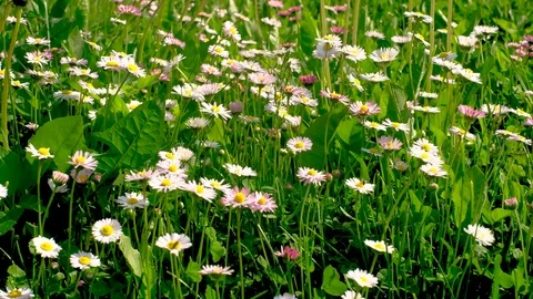Group of beautiful daisies. Spring daisy in meadow. swinging in wind Stock Footage 113047932
