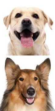 Group of beautiful dogs in front of a white background Stock Photos